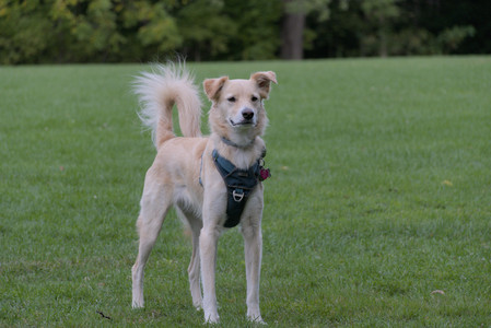 20250917_Dog Park__DSC0108_.jpg