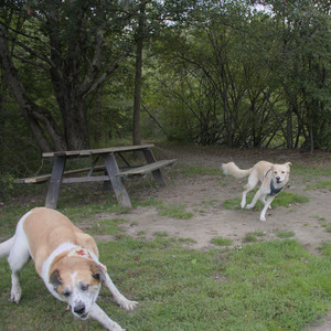 20250917_Dog Park__DSC0114_.jpg
