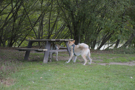 20250917_Dog Park__DSC0116_.jpg