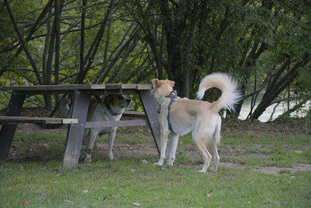 20250917_Dog Park__DSC0120_.jpg