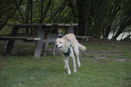 20250917_Dog Park__DSC0121_.jpg