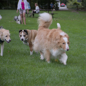 20250917_Dog Park__DSC0129_.jpg