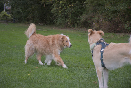 20250917_Dog Park__DSC0132_.jpg