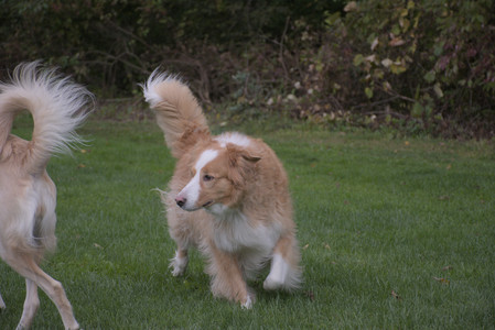 20250917_Dog Park__DSC0133_.jpg