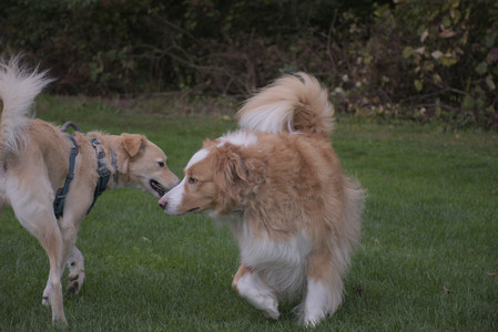 20250917_Dog Park__DSC0134_.jpg