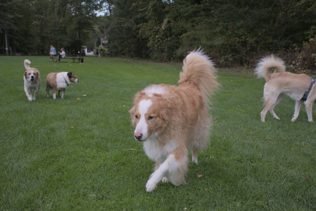 20250917_Dog Park__DSC0135_.jpg