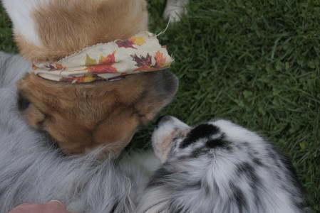 20250917_Dog Park__DSC0137_.jpg