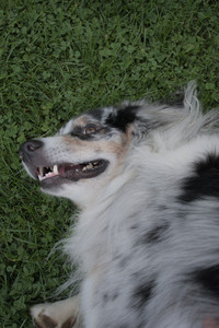 20250917_Dog Park__DSC0138_.jpg