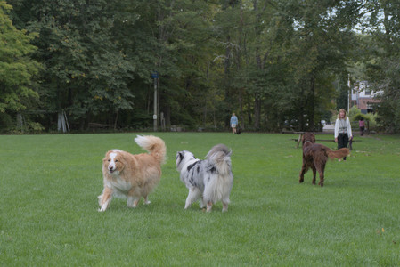 20250917_Dog Park__DSC0142_.jpg
