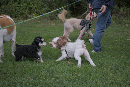 20250917_Dog Park__DSC0161_.jpg