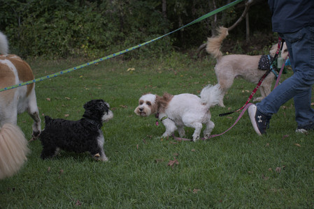 20250917_Dog Park__DSC0162_.jpg