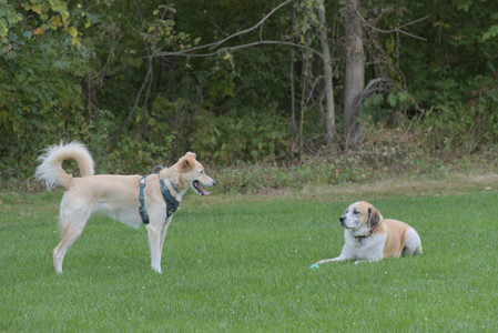 20250917_Dog Park__DSC0166_.jpg