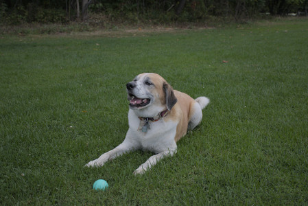 20250917_Dog Park__DSC0169_.jpg