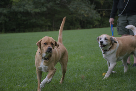 20250917_Dog Park__DSC0177_.jpg