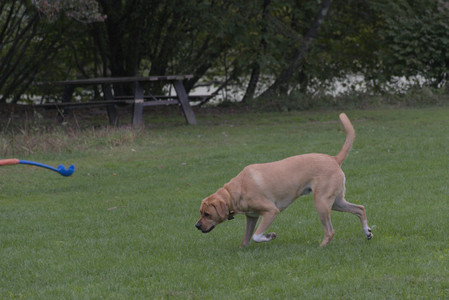 20250917_Dog Park__DSC0179_.jpg