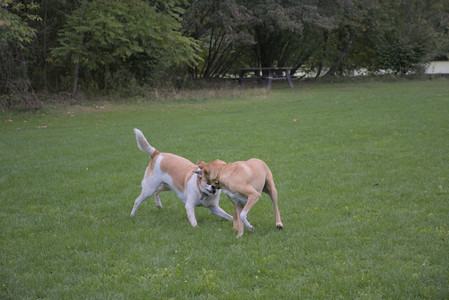 20250917_Dog Park__DSC0201_.jpg