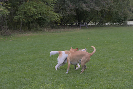 20250917_Dog Park__DSC0202_.jpg