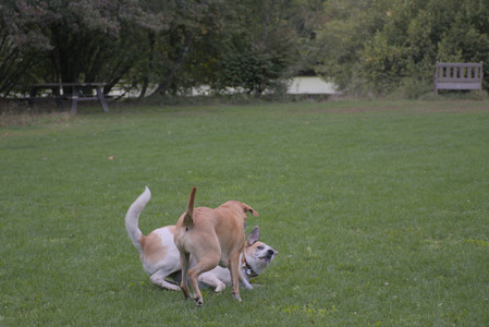 20250917_Dog Park__DSC0203_.jpg