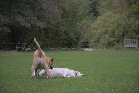 20250917_Dog Park__DSC0205_.jpg