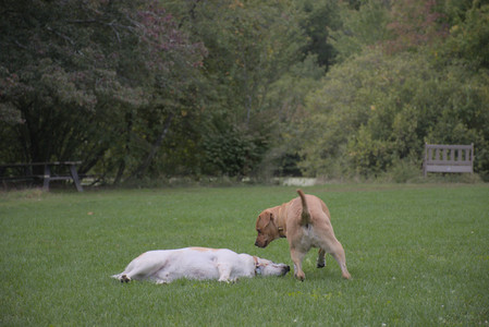 20250917_Dog Park__DSC0206_.jpg