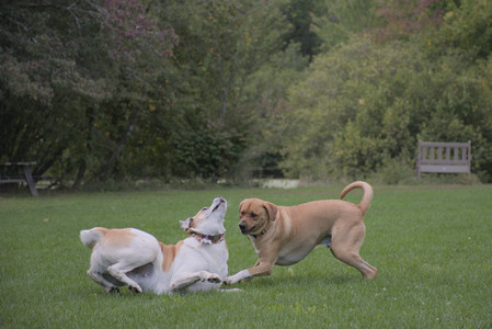 20250917_Dog Park__DSC0207_.jpg