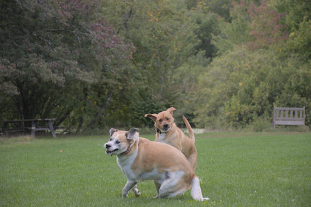 20250917_Dog Park__DSC0209_0.jpg