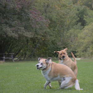 20250917_Dog Park__DSC0209_1.jpg