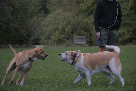 20250917_Dog Park__DSC0211_.jpg