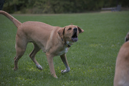 20250917_Dog Park__DSC0214_.jpg