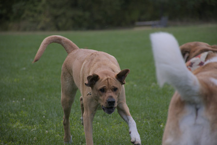 20250917_Dog Park__DSC0215_.jpg