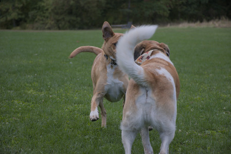 20250917_Dog Park__DSC0216_.jpg