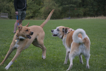 20250917_Dog Park__DSC0217_.jpg