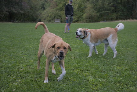 20250917_Dog Park__DSC0218_.jpg