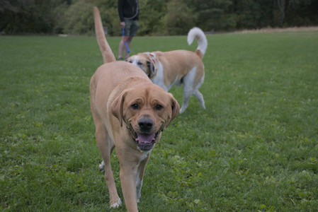 20250917_Dog Park__DSC0219_.jpg