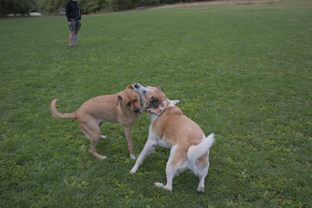20250917_Dog Park__DSC0220_.jpg