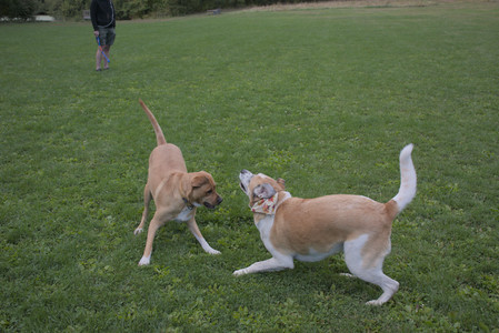 20250917_Dog Park__DSC0221_.jpg