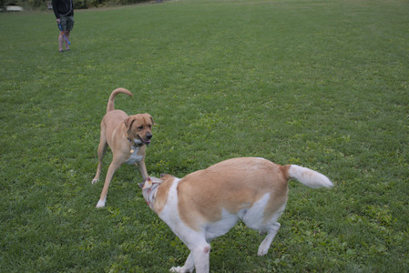 20250917_Dog Park__DSC0222_.jpg