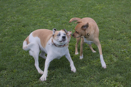 20250917_Dog Park__DSC0224_.jpg