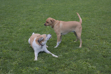 20250917_Dog Park__DSC0226_.jpg