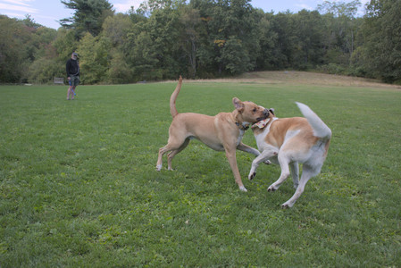 20250917_Dog Park__DSC0231_.jpg