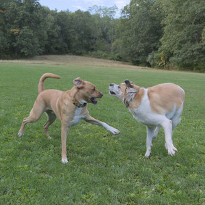 20250917_Dog Park__DSC0232_.jpg
