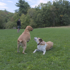 20250917_Dog Park__DSC0234_.jpg