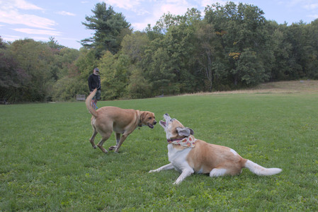20250917_Dog Park__DSC0235_.jpg