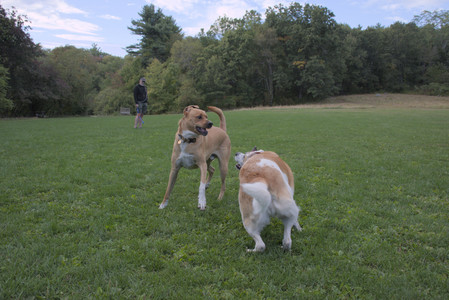 20250917_Dog Park__DSC0238_.jpg