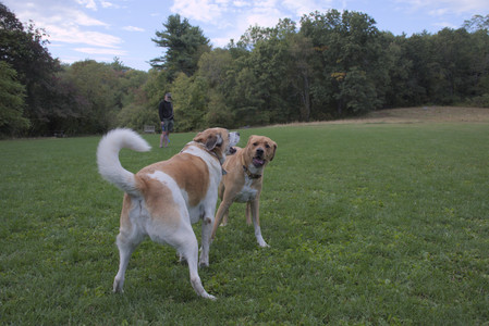 20250917_Dog Park__DSC0239_.jpg