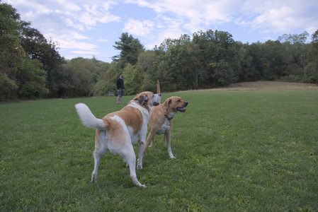 20250917_Dog Park__DSC0240_.jpg