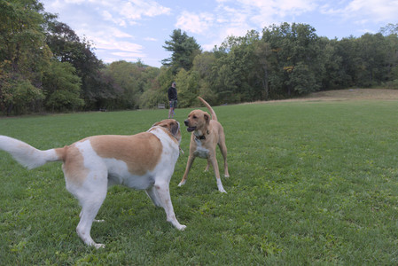 20250917_Dog Park__DSC0243_.jpg