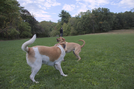 20250917_Dog Park__DSC0244_.jpg