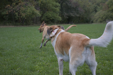 20250917_Dog Park__DSC0247_.jpg