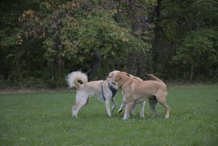 20250917_Dog Park__DSC0248_.jpg